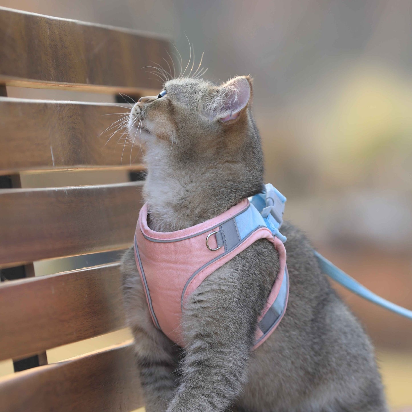 Adjustable Cat Harness and Leash Set