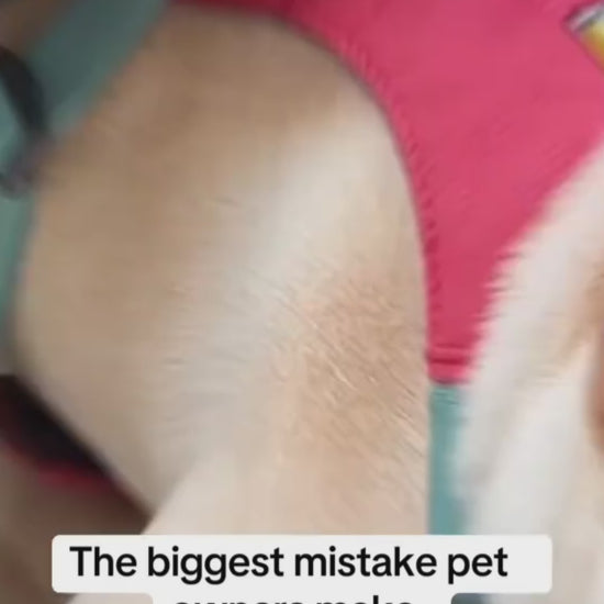 Adjustable Pet Car Seat Belt