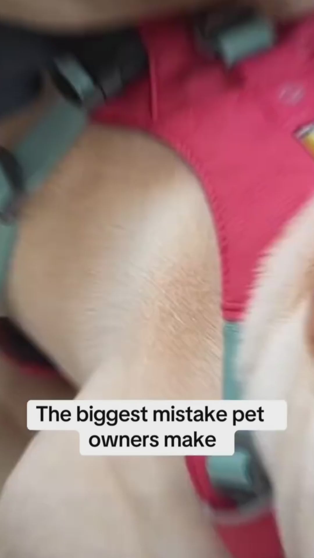 Adjustable Pet Car Seat Belt