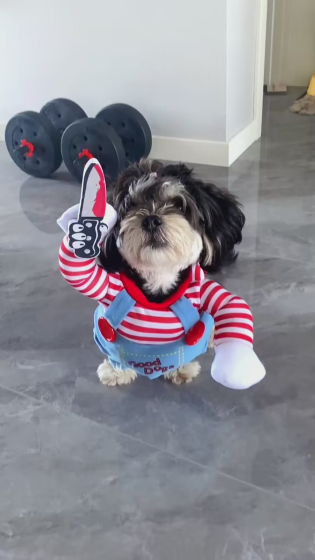 Funny Halloween Dog Costume